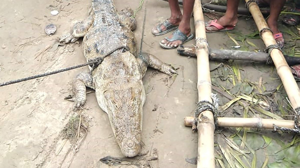 Uttar Pradesh. Los aldeanos aparecen junto a la víctima del secuestro, un cocodrilo de dos metros, encontrado en un estanque tras las inundaciones del monzón.