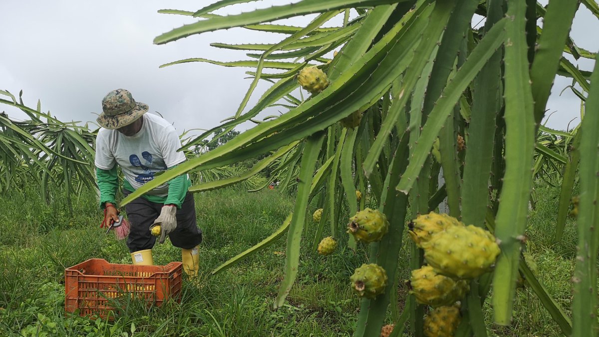 Un proyecto que fortalece el sector agrícola con tecnología.