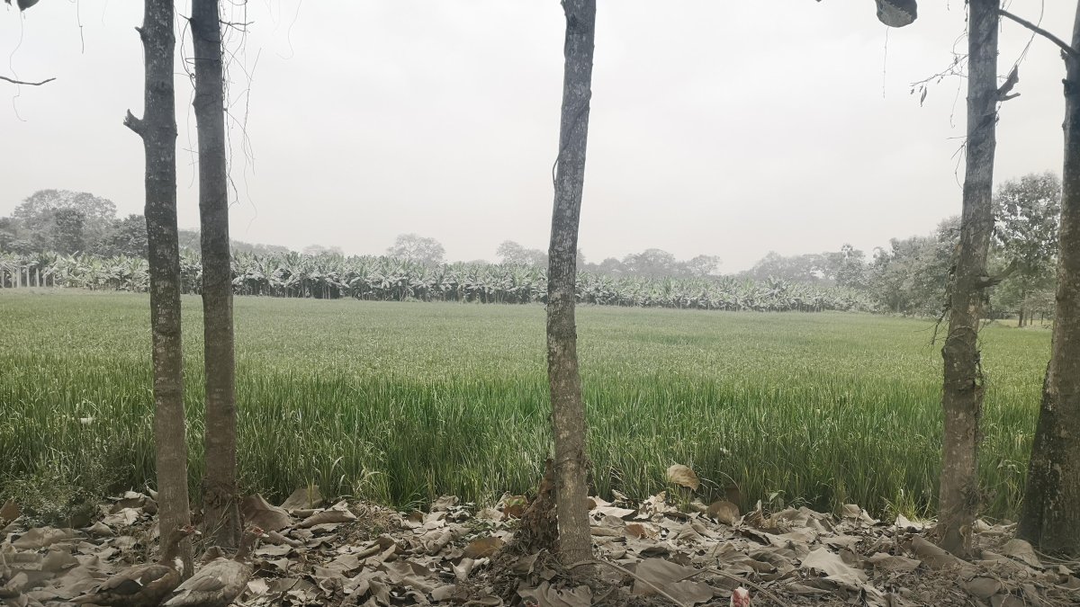 El plátano y otros cultivos han sido afectados.