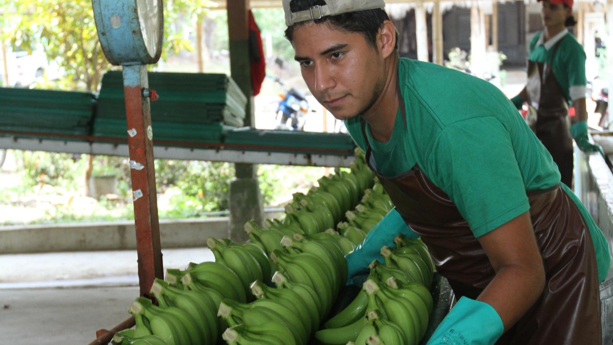 El banano orgánico tendría una mayor acogida en mercados exigentes como el europeo.