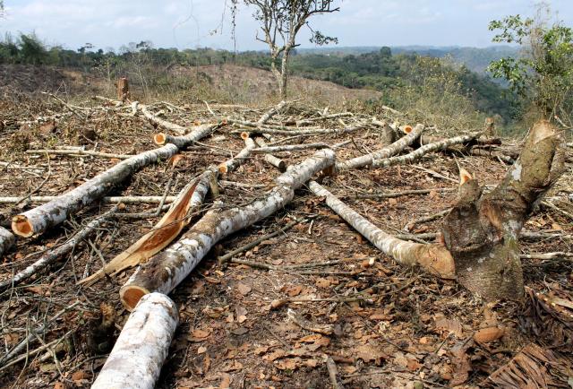 Especial sobre sequía en Guayas: Deforestación y cambio climático en  pandemia