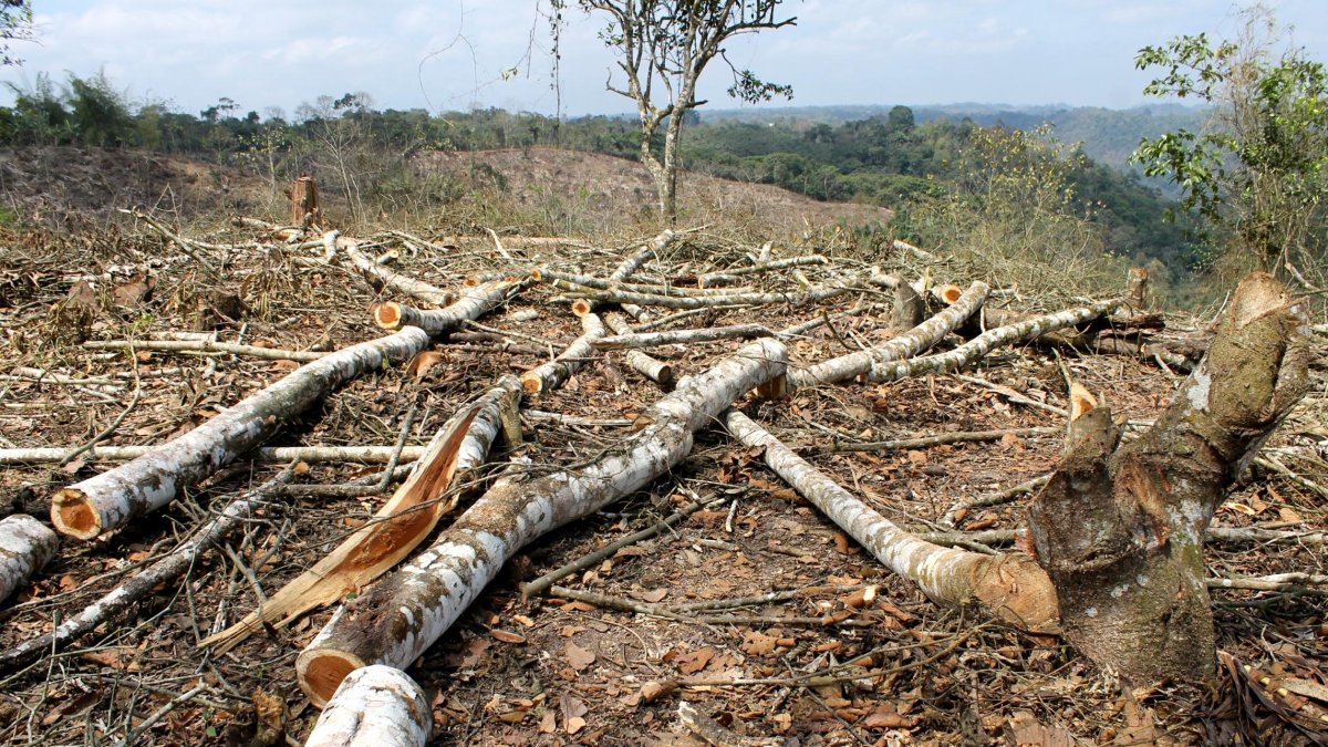 Escenario. La tala indiscriminada no ha podido ser controlada en el país.