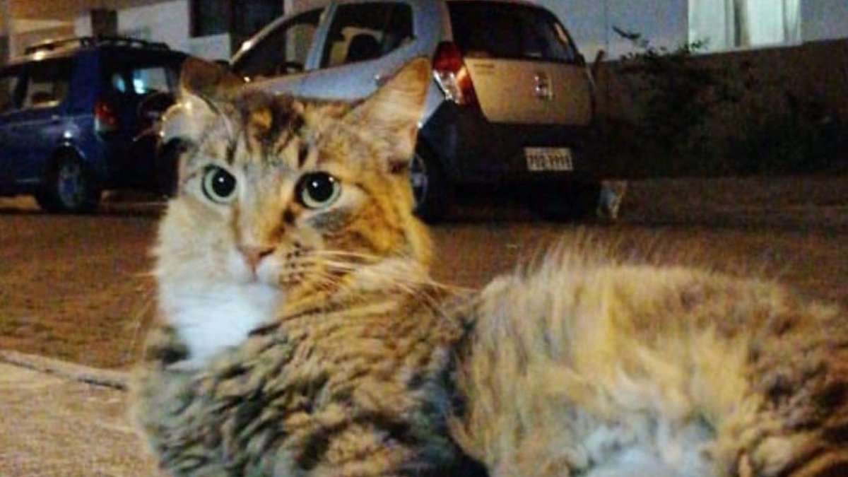 La fundación Rescate Animal publica en las redes los casos de mascotas perdidas.