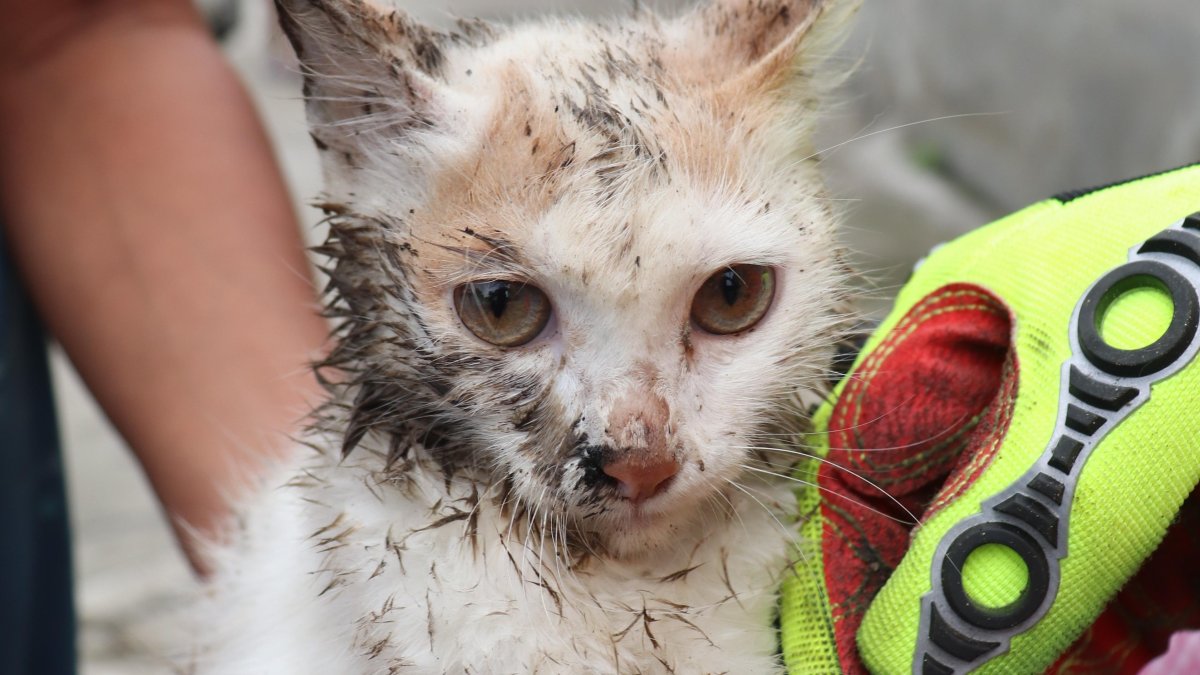 Russy al momento de ser ya rescatado.