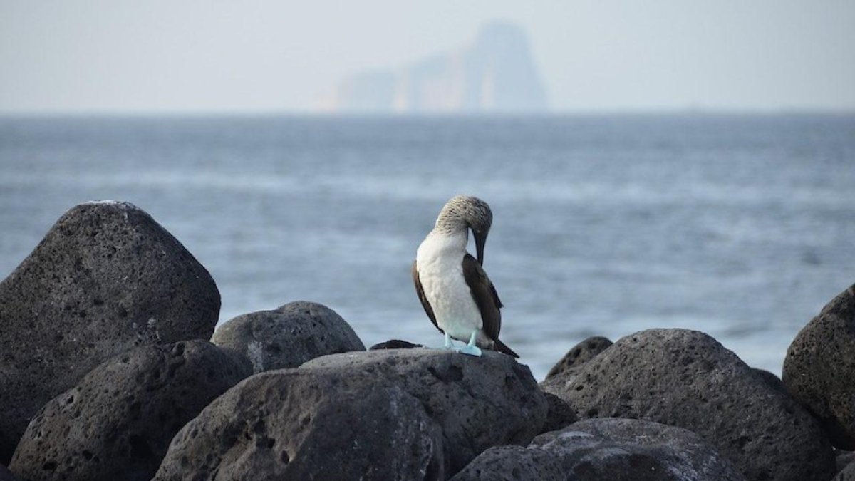 La propuesta es ampliar la Reserva hasta zonas pesqueras.