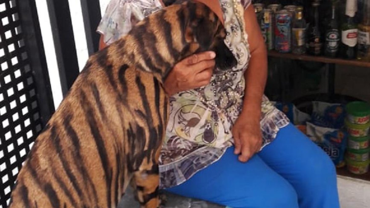 Curioso. La mascota capta las miradas por su rara apariencia.