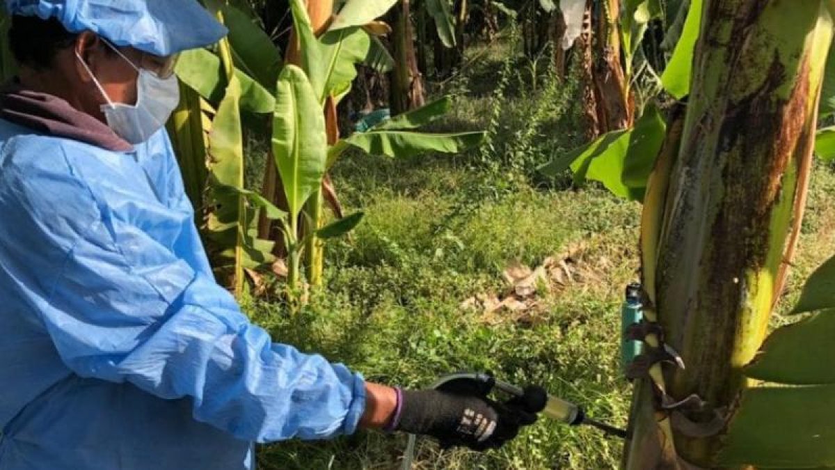 La prevención y el combate de plagas en las plantaciones como es sin tregua en el país