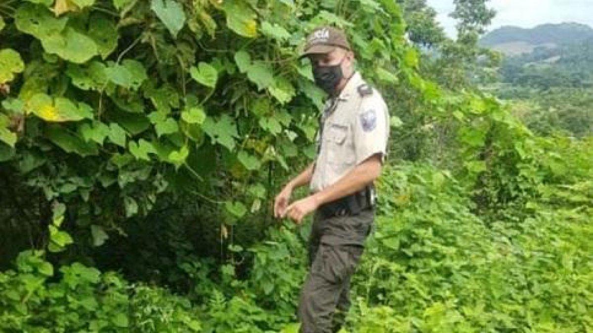Un agente buscaba a los sospechosos de cazar animales silvestres entre la maleza.