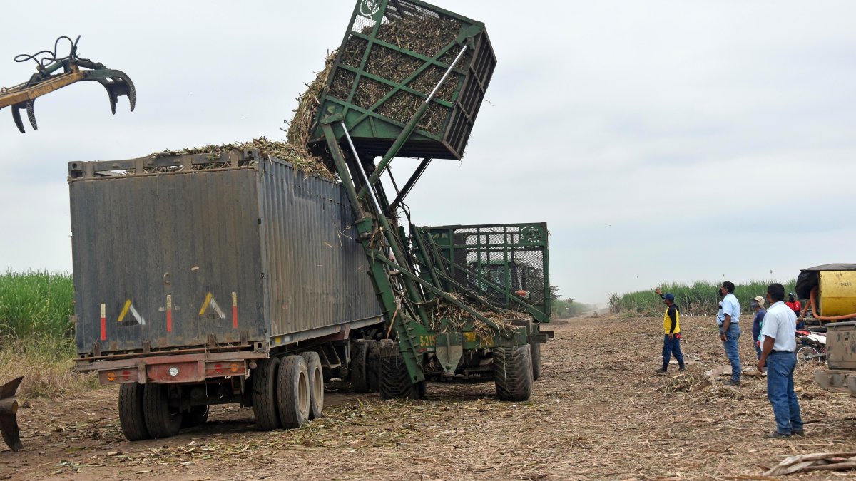 En el ingenio Valdéz se esperan cosechar 1,9 millones de toneladas de caña de azúcar.