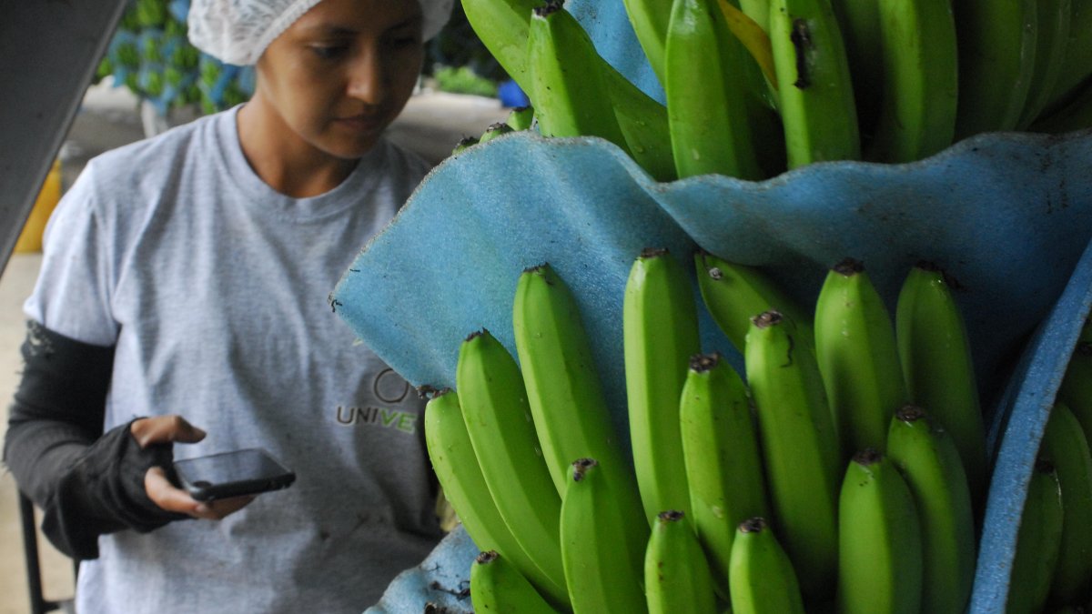 Los cobertores de racimos evitan que se dañe la calidad.