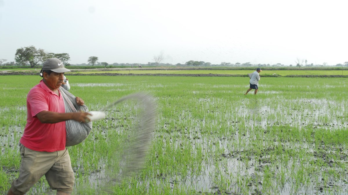 Campo.- Los agricultores trabajando en un cultivo de arroz.