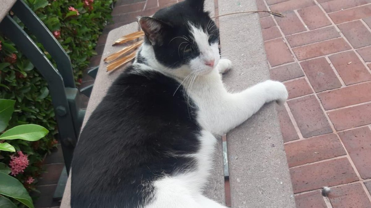 El gatito Oreno, acostado en una banca del Malecón.