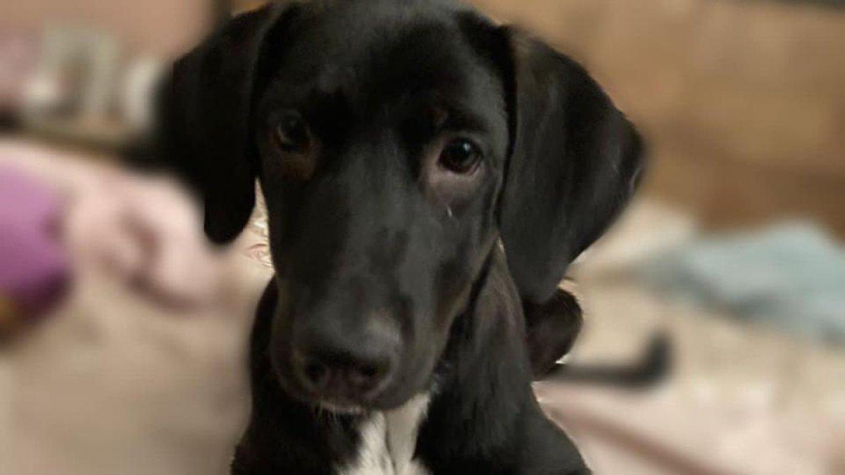 Referencial. Foto de un canino.