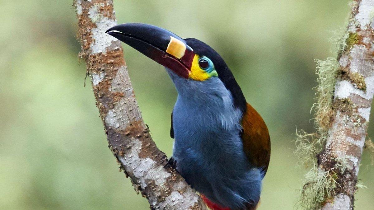 El tucán andino es un ave de bosques húmedos y zonas subtropicales.