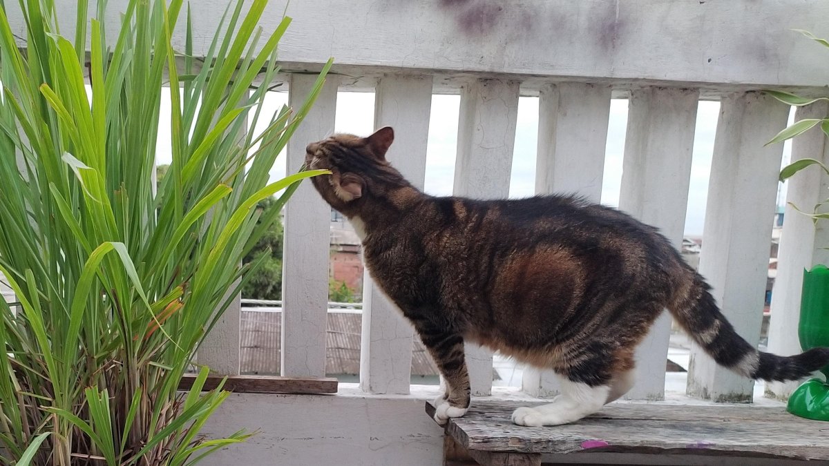 En casa. Los gatos suelen buscar plantas con aromas fuertes para ingerirlas. Algunas les afecta.