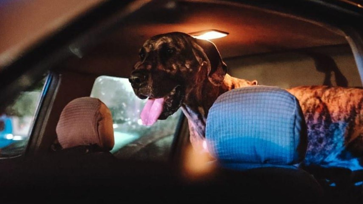 Los perros quedaron a cargo de las autoridades tras la detención del sujeto.