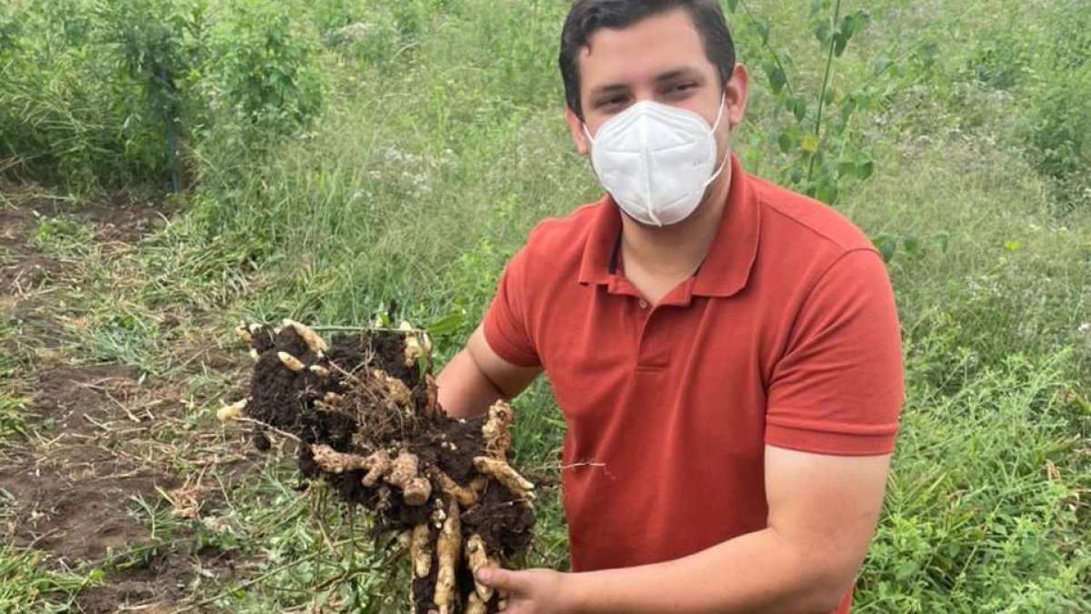 Hacienda. Luis Calzada,  ingeniero agrónomo, muestra el jengibre que cosecha en la provincia de Los Ríos.