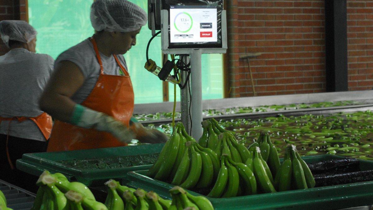 Sobreoferta. Los excedentes de la fruta han generado una caída de precios.