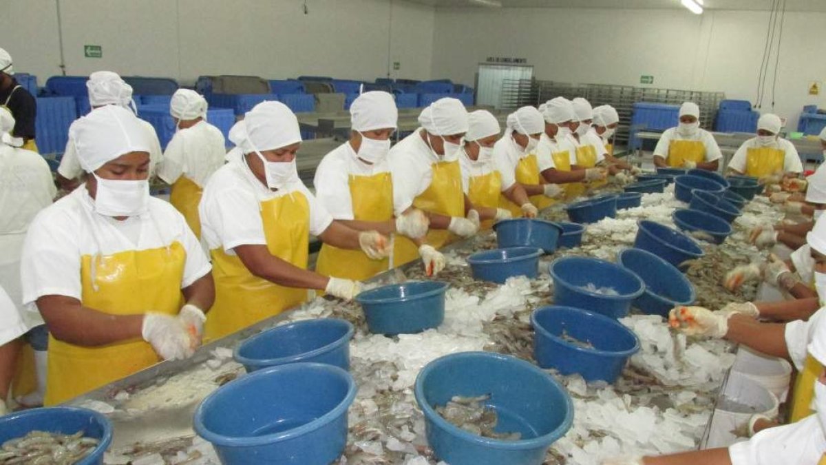 La producción de camarones para la exportación en una de las empresas en Ecuador.