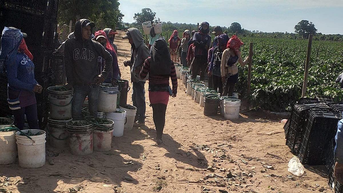 Jornaleros trabajan en la cosecha de chiles, en la comunidad de Tlachinollan, en el estado de Guerrero.
