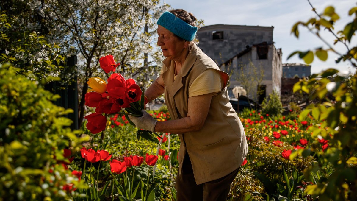 Nina cuida las flores de su jardín frente a su casa destruida por proyectiles de alto calibre, en Baryshivka (Ucrania).