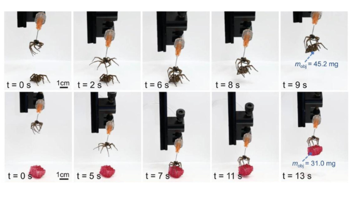Captura del proceso.