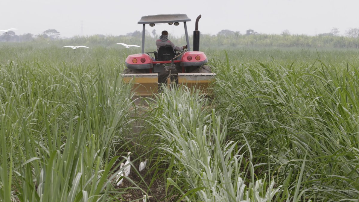 Labor.- Un agricultor trabaja en un cultivo de caña de azúcar.