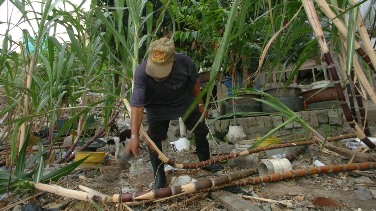 Ingenios cosecharon la producción de caña de azúcar de julio a septiembre, pero que las lluvias inusuales impidieron continuar la planificación de recolección hasta diciembre.