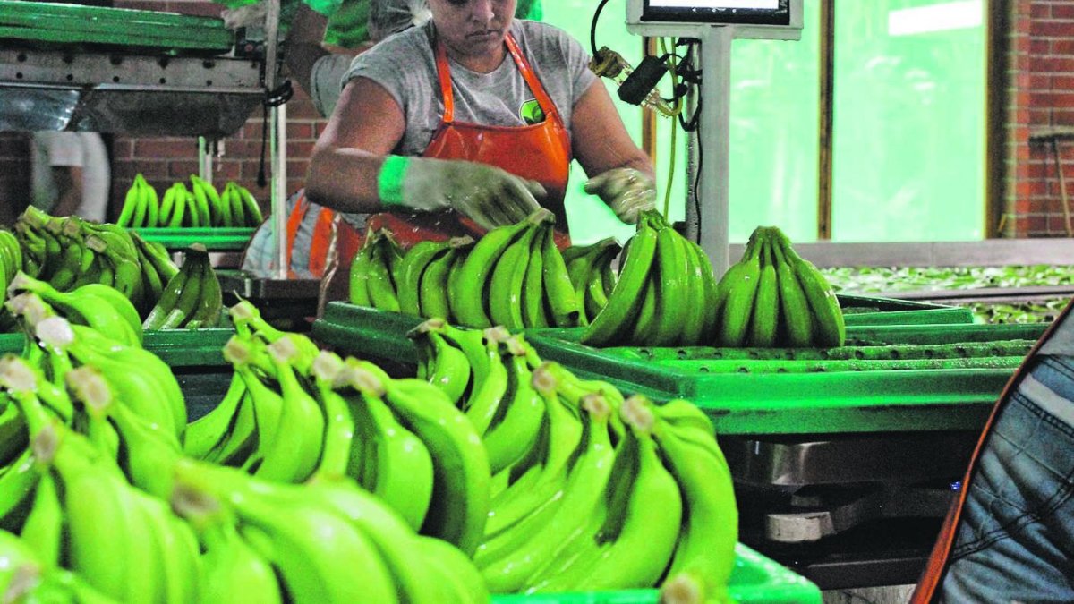Labor.- El trabajo que se hace antes de que el banano sea empacado para ser exportado.