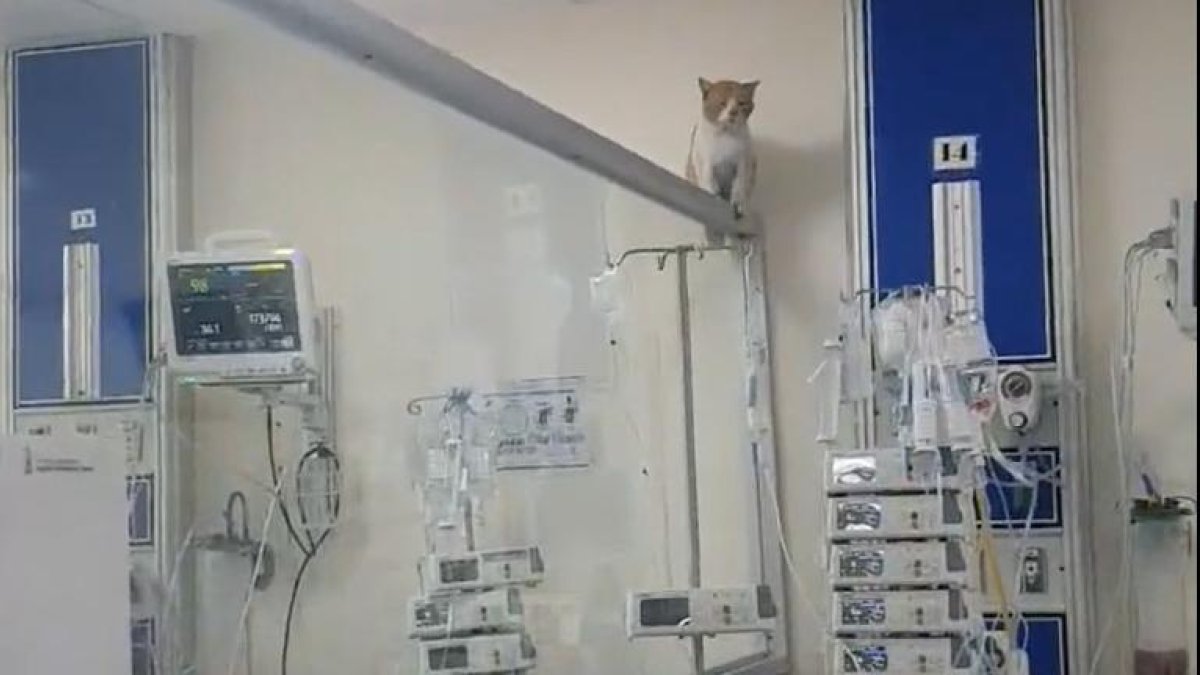El gato se sentó sobre la división entre camas de la Unidad de Cuidados Intensivos (UCI).