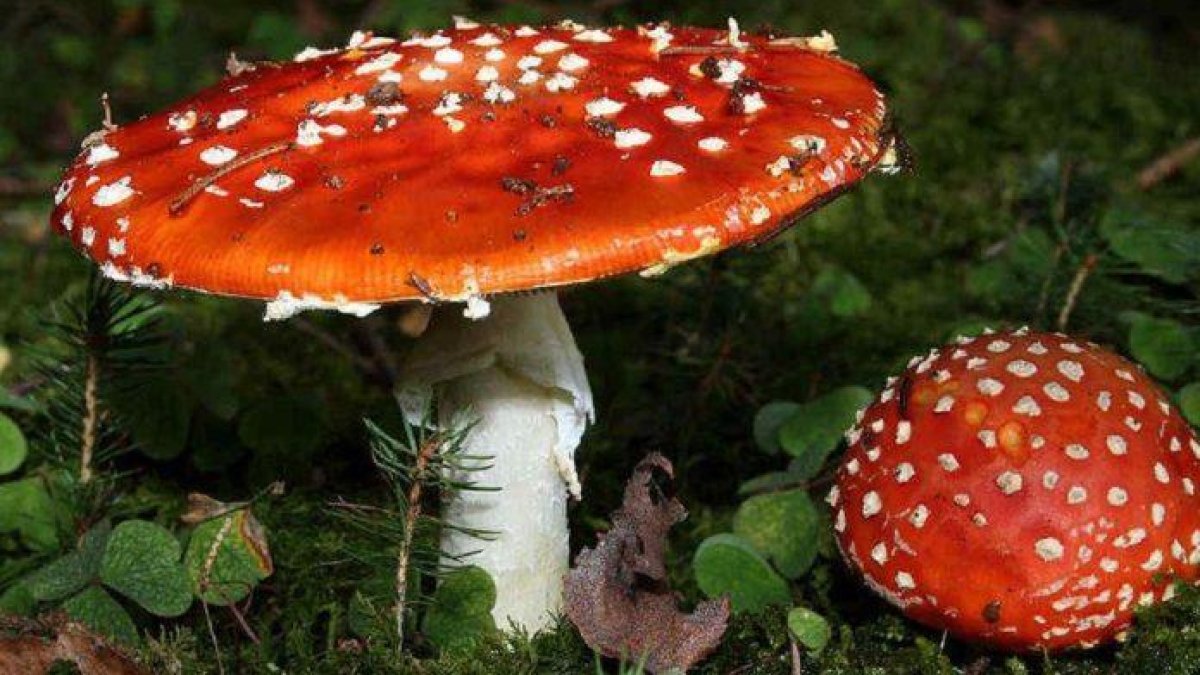 La mayoría de estos patógenos no tienen todavía sistemas de diagnóstico rápido