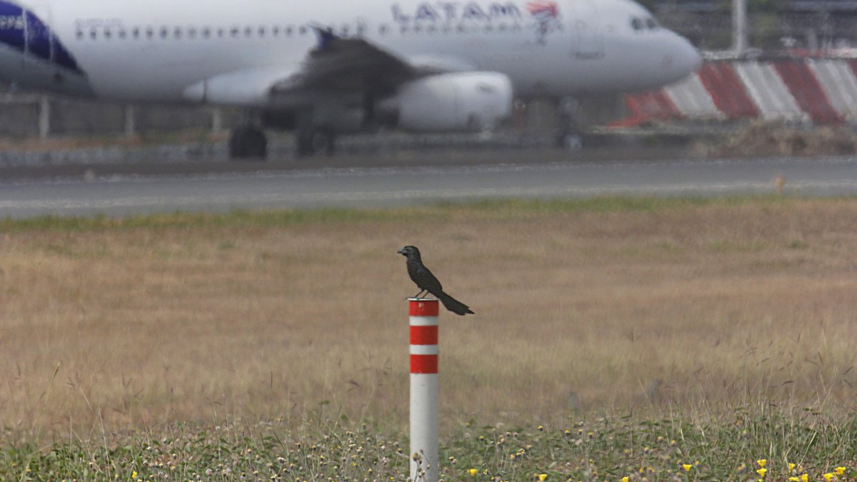 Aeropuerto. En la pista de aterrizaje se observan algunas clases de aves que merodean a lo largo del sitio.