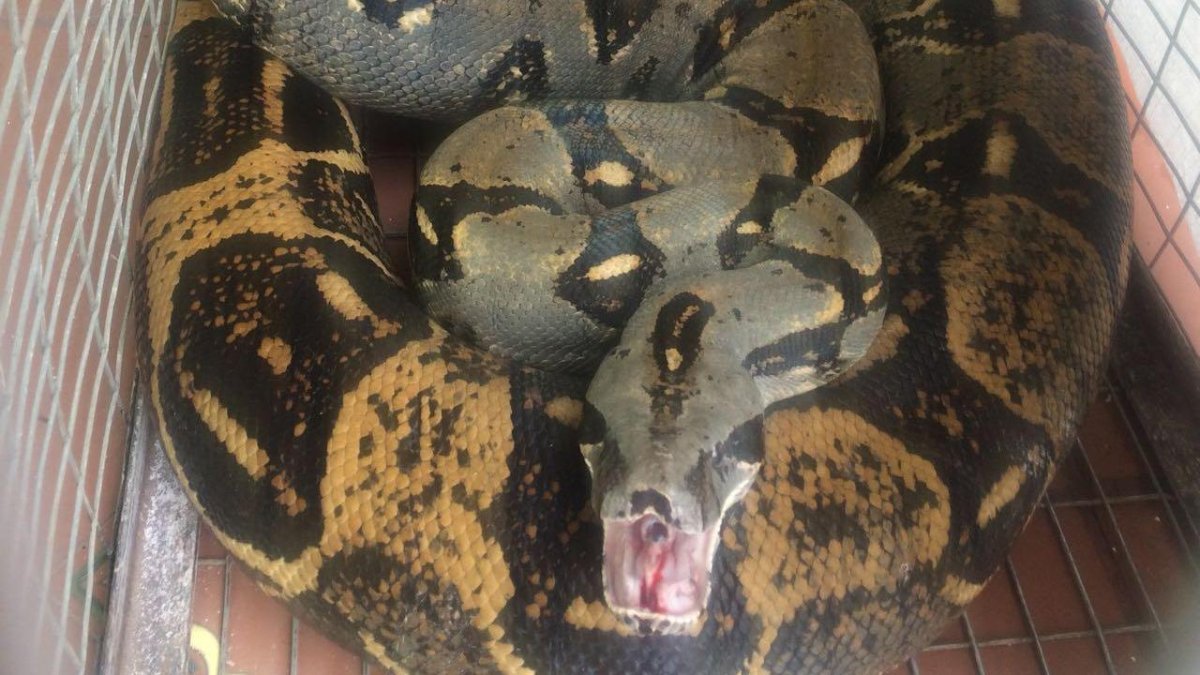 La especie era trasladada en un cartón por una mujer que manejaba un vehículo