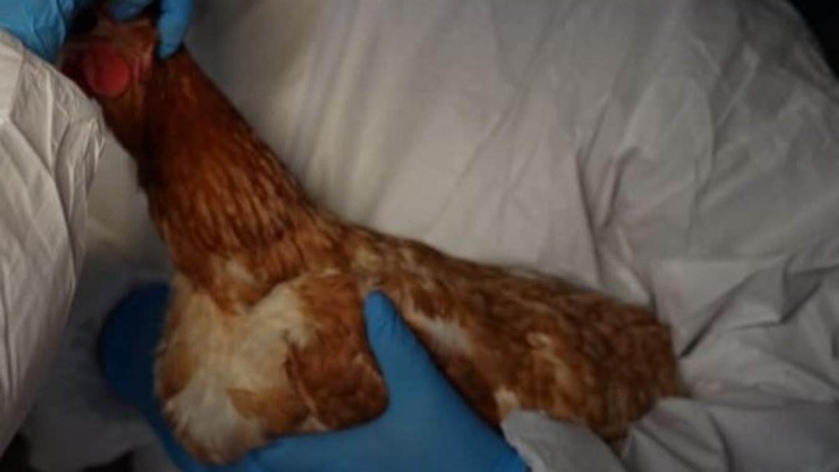 Acción.- Representantes del Ministerio de Agricultura detectan caso de gripe aviar.