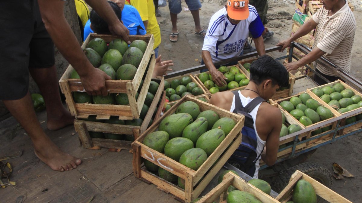 Comercio.- Uno de los productos agrícolas que más exporta Perú es el aguacate.