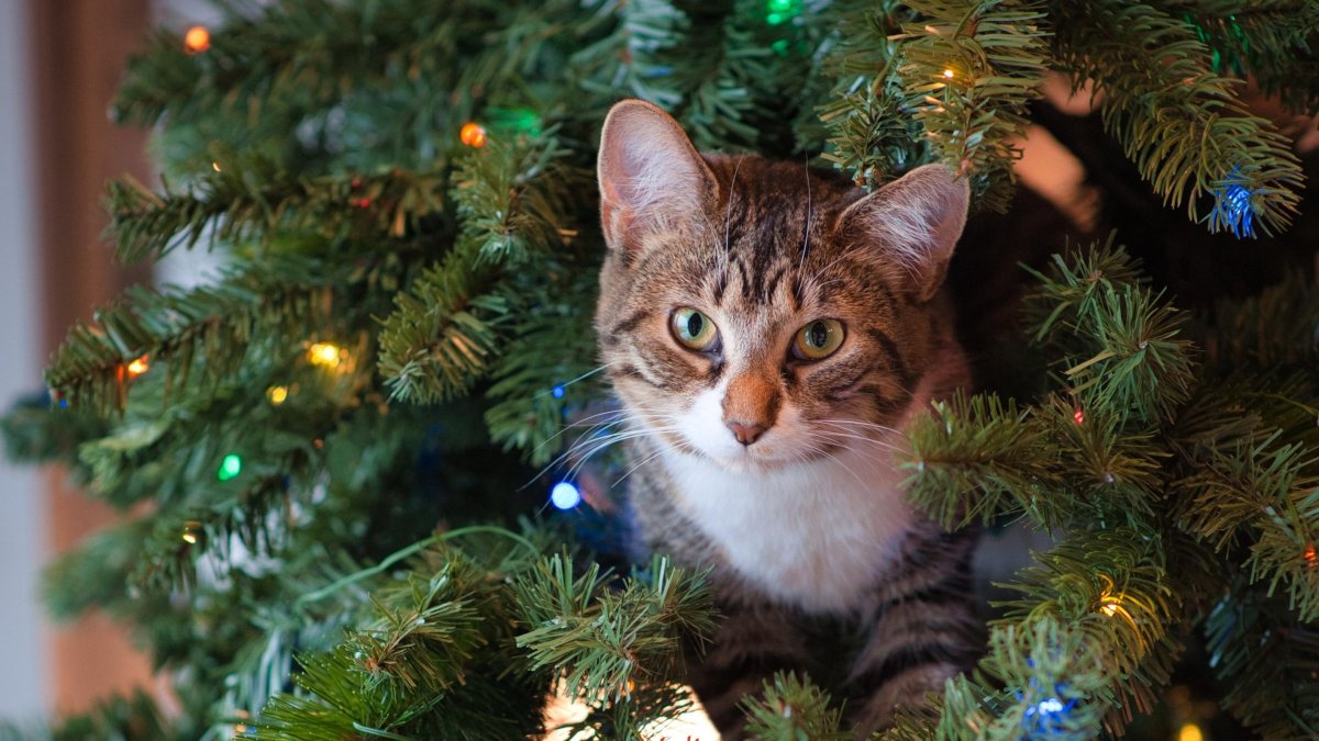 Tomar en cuenta. Cuando el gato se acerca al árbol es importante decirle no, retirarlo, pero en cualquier momento va a querer tocarlo con la pata.