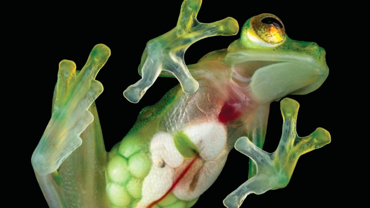 Una fotografía muestra a una rana de cristal y su organismo.
