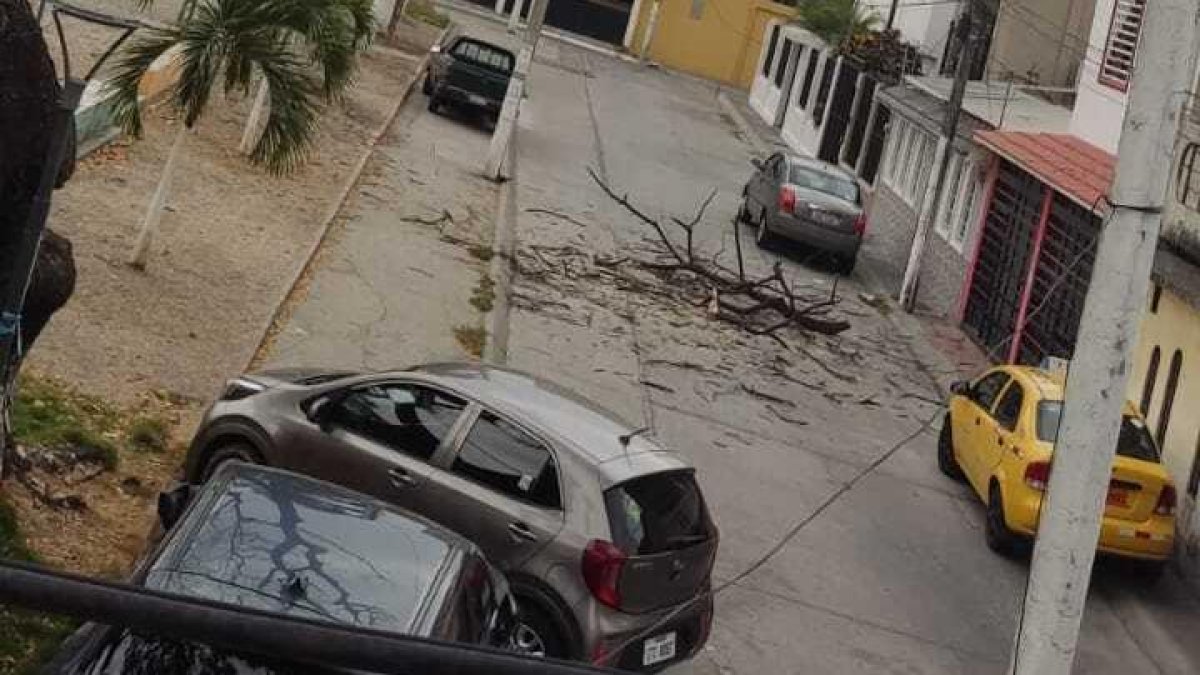 Las ramas caen y esto representa un peligro para la población.