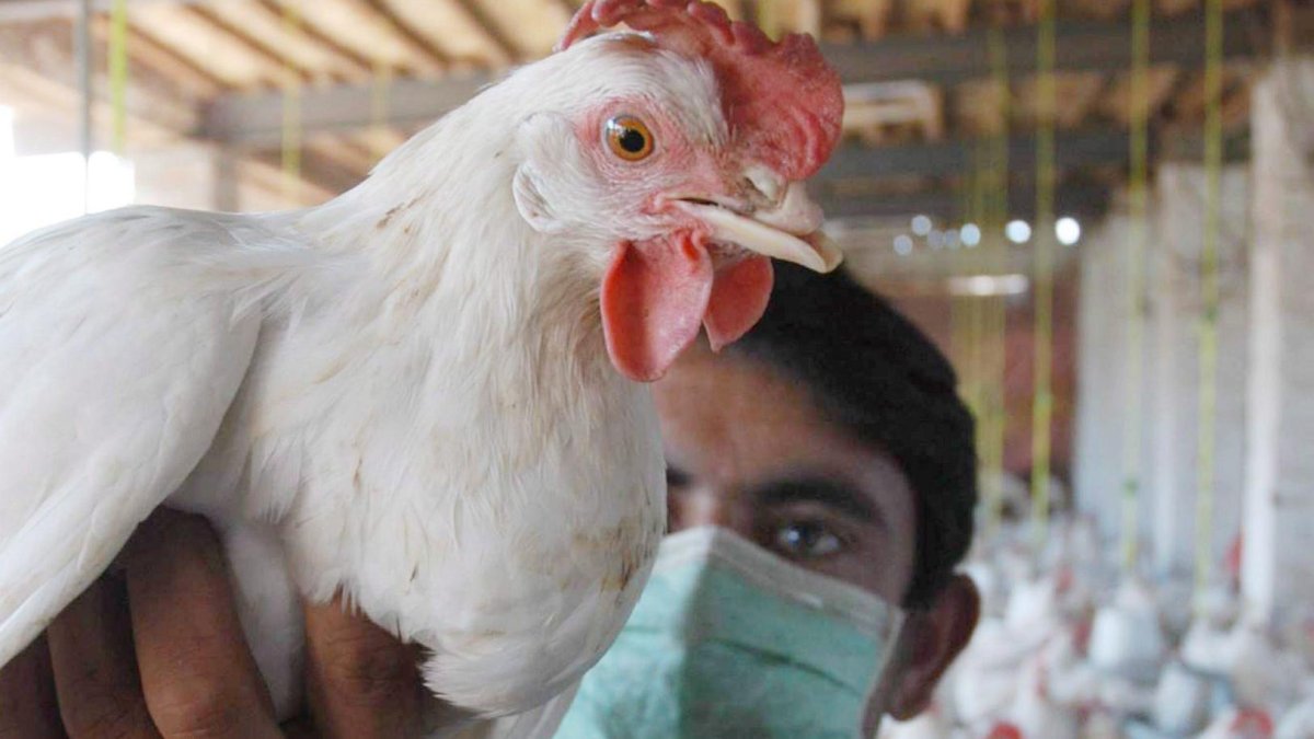 Granja.- Se mantiene el monitoreo de las aves.