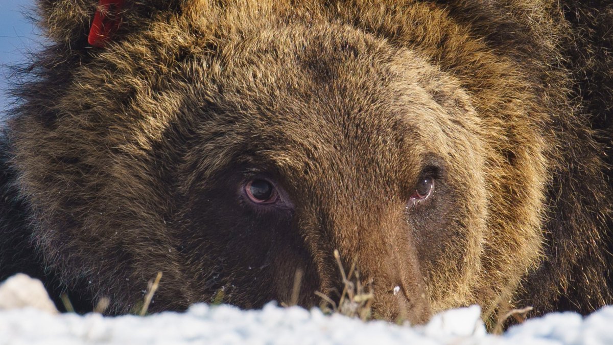 Imagen del oso Juan Carrito cedida por el Parque Nacional de Los Abruzos.