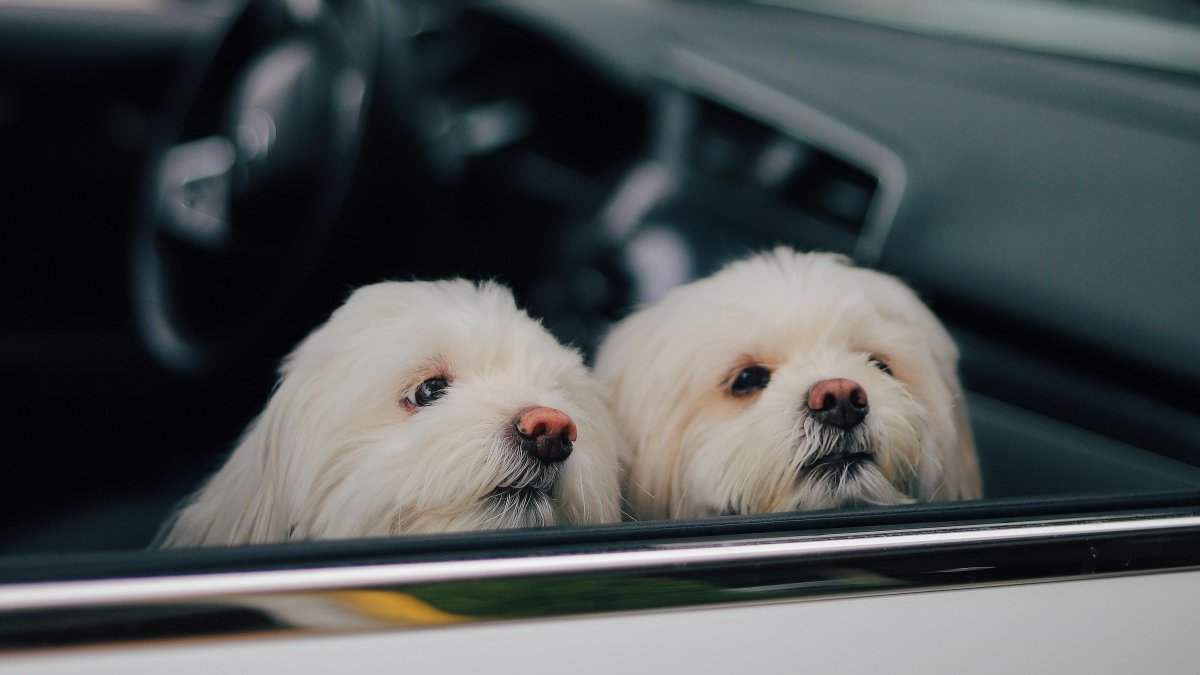 Más de 1 de cada 4 de encuestados que llevaban a su perro sin protección admiten que su mascota había asomado la cabeza por la ventana (26 por ciento).