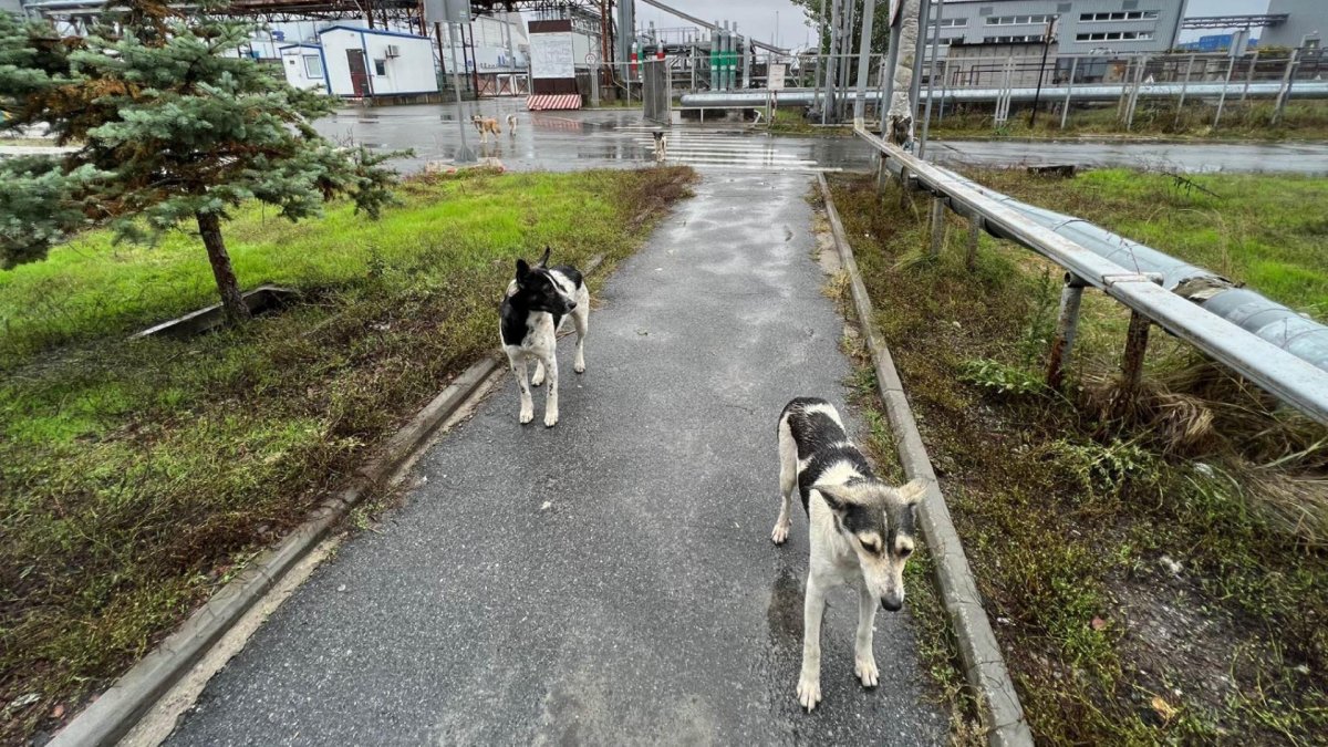 Perros de Chernóbil en el entorno de la Nueva Estructura de Confinamiento Segura, que se construyó para contener la radiactividad de la explosión del reactor cuatro.