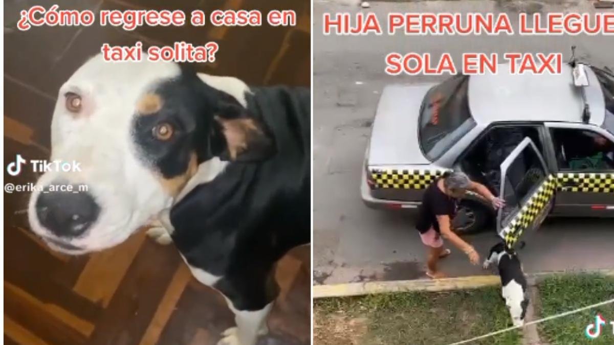 En tiktok se volvió viral la historia de esta perrita que había desaparecido, pero finalmente volvió a su hogar abordo de un taxi.