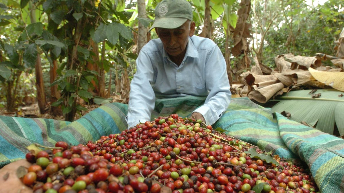 Cosecha. Un agricultor, en Ecuador, trabaja en la recolección de los granos de café en su hacienda.
