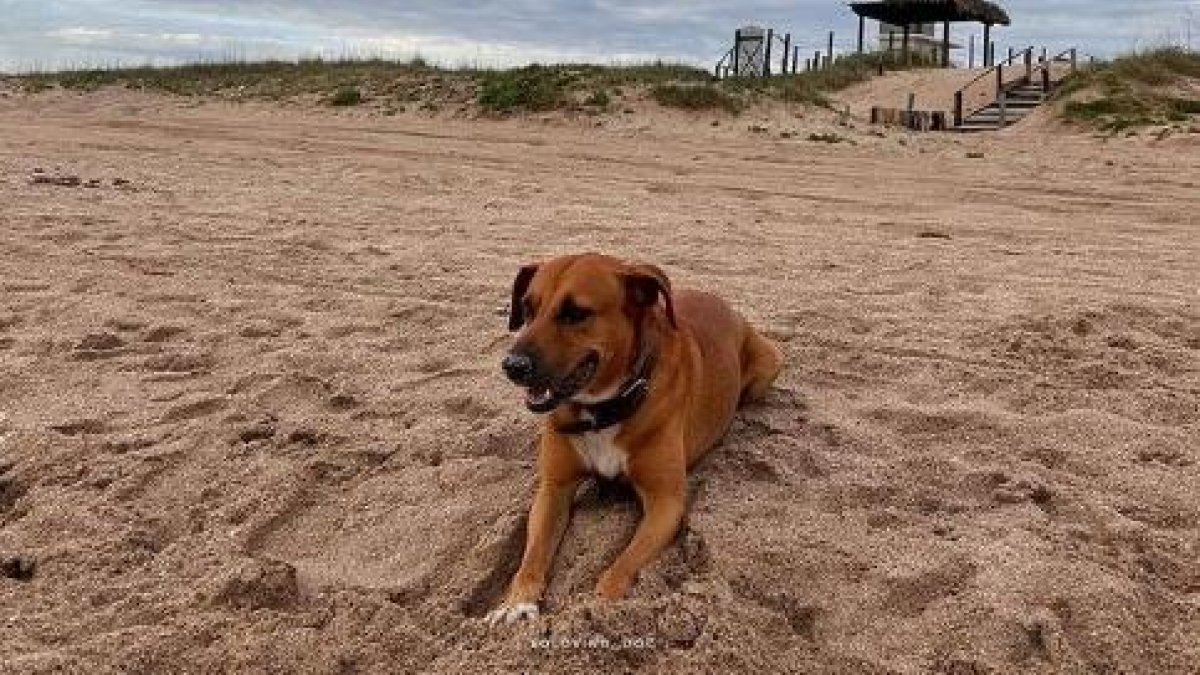 Sus seguidores lo conocen como el cuidador de tortugas mexicano.