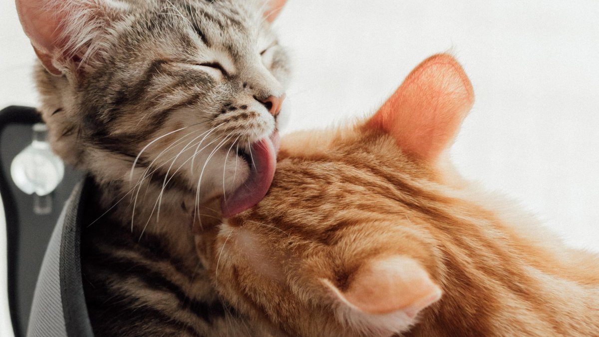 Muy aseados. A los gatos les encanta dormir y estar limpios. Desafortunadamente, la devoción al arreglo de estos felinos tiene un gran enemigo: las bolas de pelo.