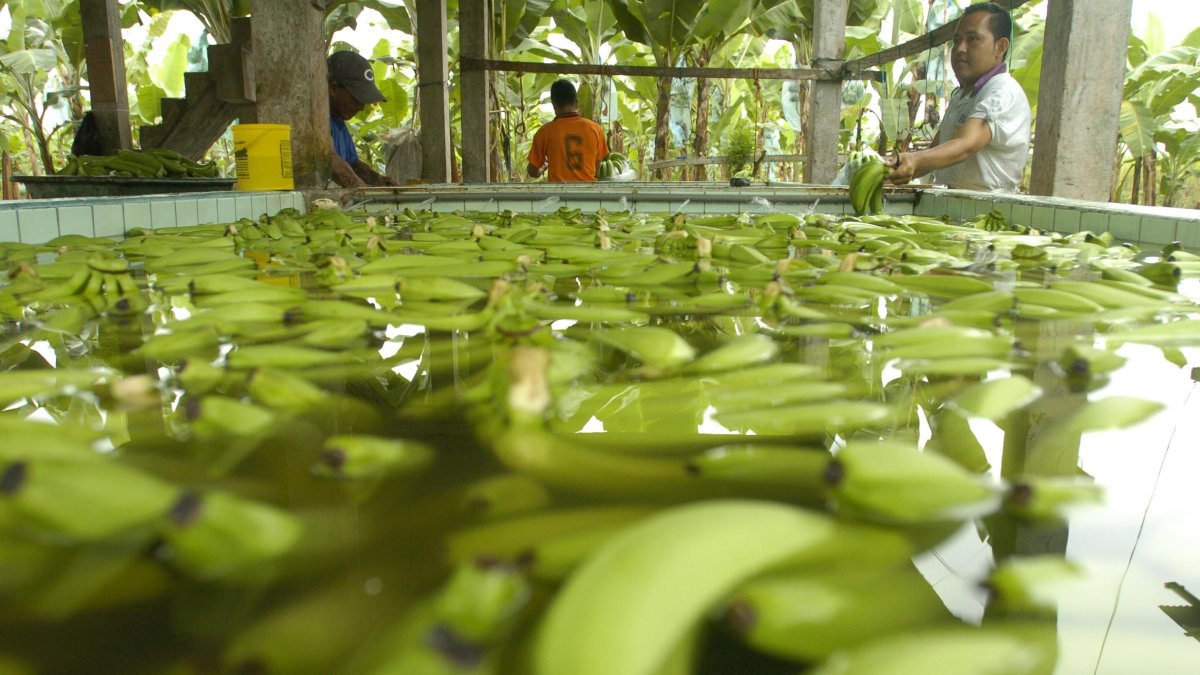 Hacienda.- La preparación del banano para ser exportado.