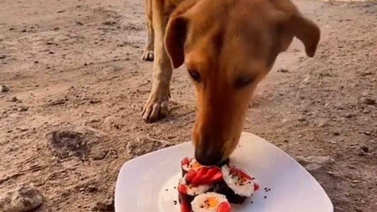 Algunos perros se acercan con temor y al final agradecen la comida.