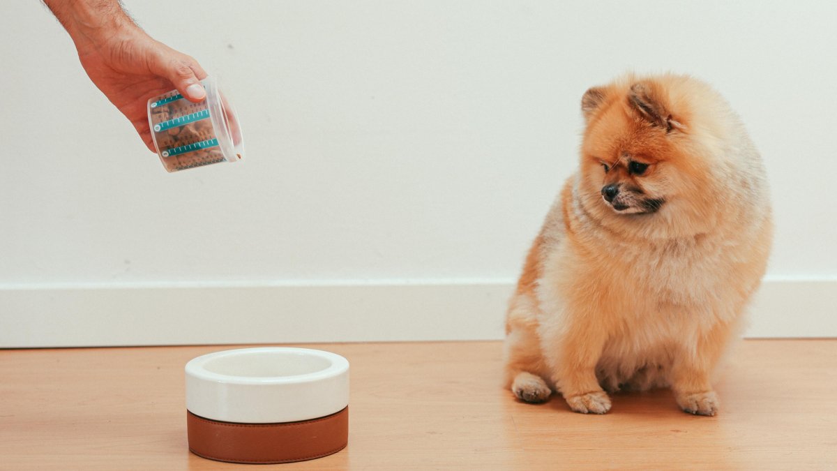 Atención. Ocurre como con los bebés. No hay opción mejor que la otra, pero es importante que todos los días cene a la misma hora.