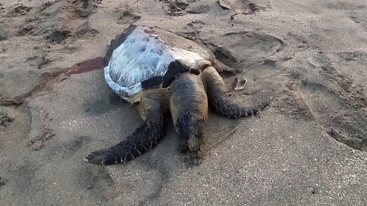 Situación. La muerte de tortugas se viene dando de manera reiterativa.